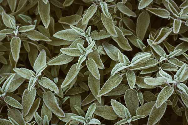 sage green fashion trend